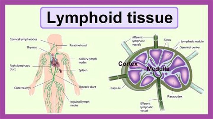 Which lymphoid tissues trap and remove?