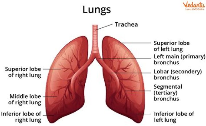 Why are the right and left lungs slightly different in size and shape?