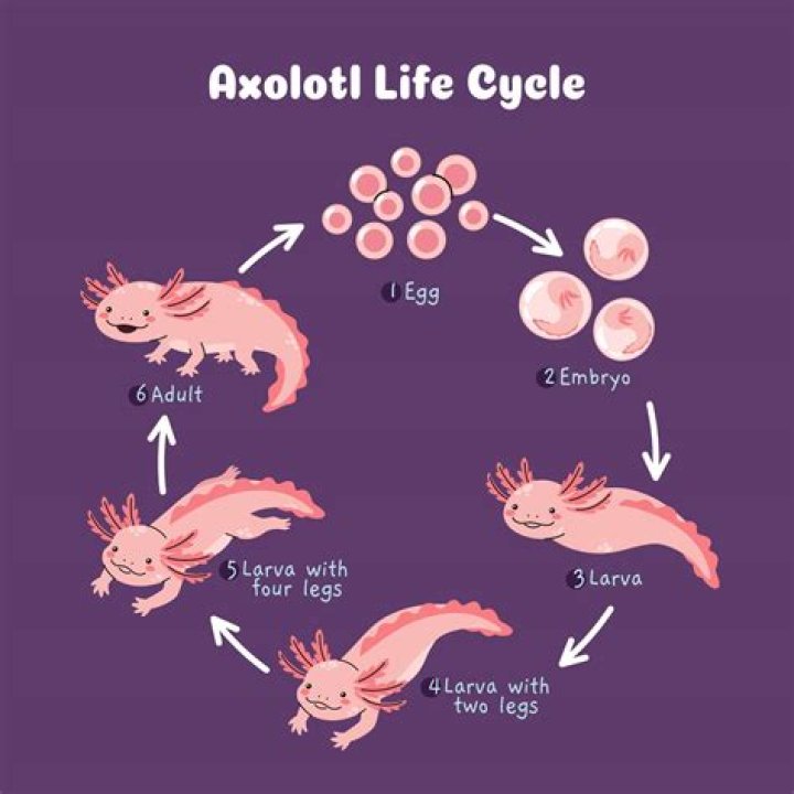 Why do Axolotls die?