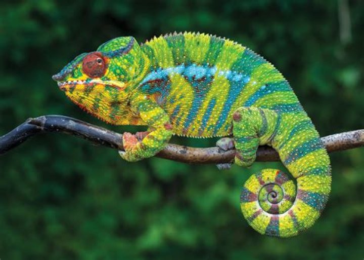 Why do chameleons live in Madagascar?