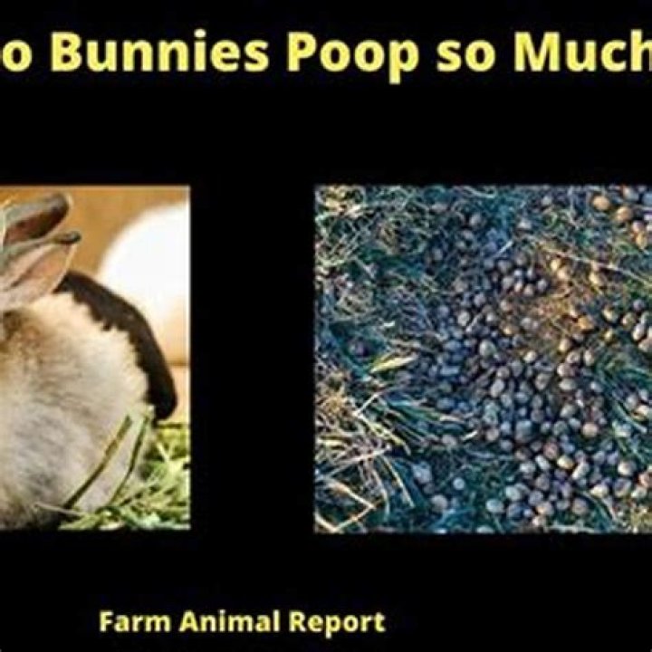 Why do horses poop in balls?