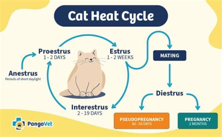 Why does my cat go into heat every 2 weeks?