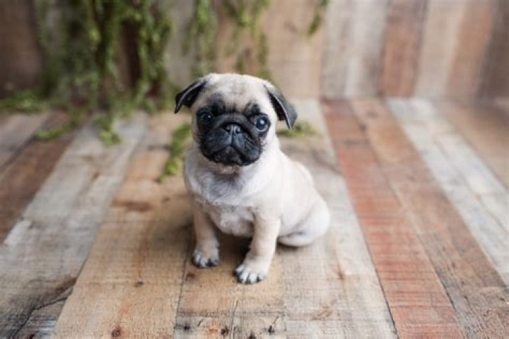 Why is my pug so needy?